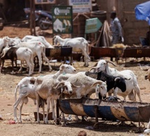 Moutons invendus : Pourquoi la Tabaski 2026 a tourné au fiasco pour les éleveurs