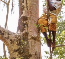 Sédhiou : Parti cueillir des fruits de madd, un père de 4 enfants fait une chute mortelle