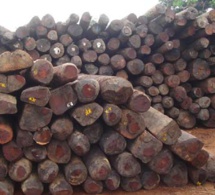 Trafic de bois : Une dizaine de camions gambiens et des centaines de troncs saisis par l'Armée