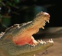 Mexique : Un crocodile tue un homme devant des touristes