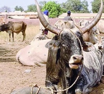 Thiès : Un bœuf s'échappe au moment de la vente, une affaire de vol se dévoile
