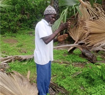 Casamance : le ronier, un arbre aux multiples usages au cœur de la vie quotidienne