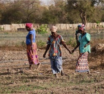 Souveraineté alimentaire : Pourquoi le Sénégal doit d'urgence lever les freins à l'autonomisation des femmes rurales