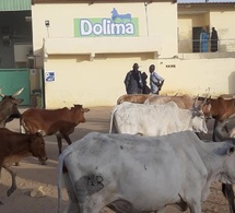 Sandiara : son épouse malade, le geste désespéré d’un employé de l'usine « Dolima »