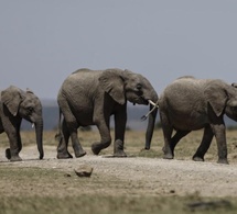 Maladie, poison? Dans le sud du Kenya, un mal mystérieux continue de tuer des éléphants