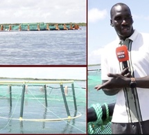 Révolution bleue à Palmarin : Plongée exclusive dans le tout premier projet d'aquaculture marine d'Afrique de l'Ouest