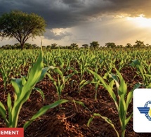 Bilan agrométéorologique : Des pluies soutenues en août, conditions agricoles favorables au Sud