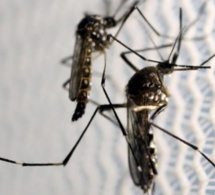 La Guinée-Bissau, deuxième pays d'Afrique touché par Zika après le Cap-Vert