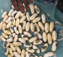 Kédougou : 1,5 kg de cocaïne saisis dans un bus de transport en commun