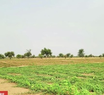 Campagne agricole à Kédougou : un déficit pluviométrique qui inquiète