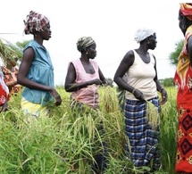 Thiès : Les femmes rurales dénoncent leur exclusion des financements publics