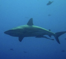 Afrique du Sud : une nageuse meurt après une attaque de requin, deux plages restent fermées