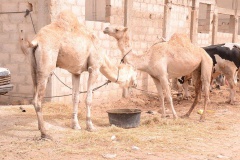 23972519_443633689366033_187776928_n