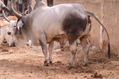 23972757_443633666032702_1962229520_n