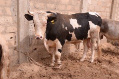 23899213_443633536032715_1931728370_n