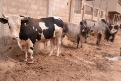 23897751_443633486032720_1264458611_n