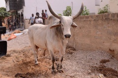 23899389_443633472699388_928526892_n