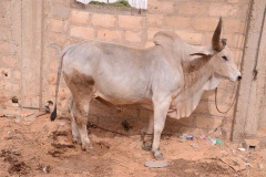 24008690_443633412699394_2066696096_n