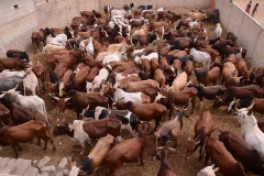 24098824_443633349366067_299154012_n