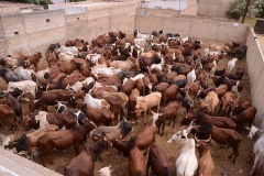 23897791_443633332699402_1094034111_n