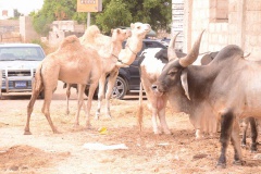 23899515_443632799366122_1670912172_n