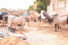 24008384_443632916032777_2037072030_n