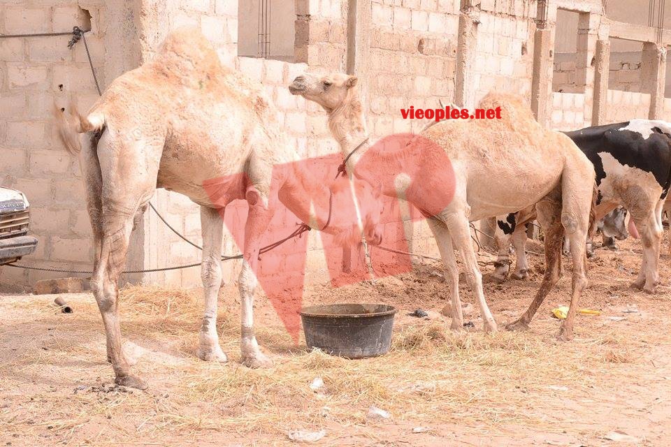 23972519_443633689366033_187776928_n-1