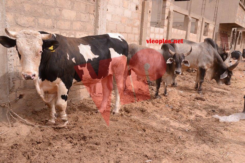 23897751_443633486032720_1264458611_n