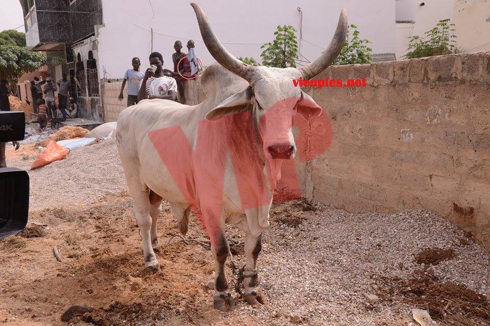 23899389_443633472699388_928526892_n