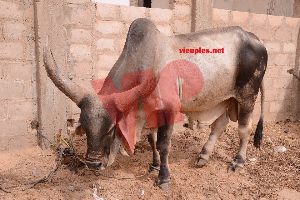 23899346_443633432699392_1414165269_n