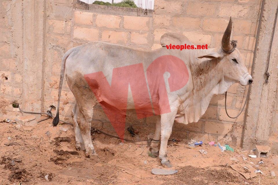 24008690_443633412699394_2066696096_n