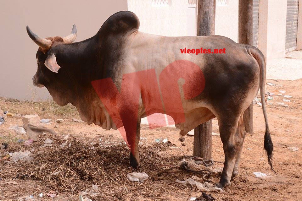 23897884_443633382699397_394330456_n