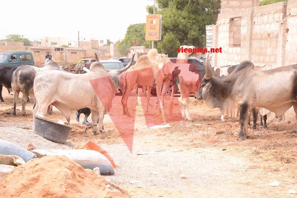 24008384_443632916032777_2037072030_n